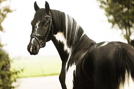 View Friesian horse purchasing details for JAGGER